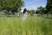 flax flowers