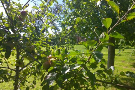 Orchard In Summer