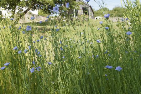 Flax Flower Bed With Studio In Background