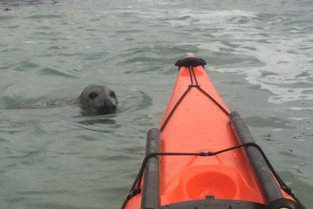 Seal With Kayak